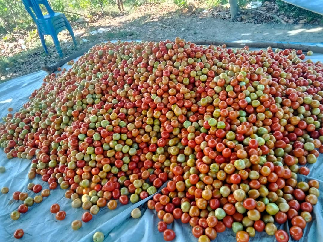 Ekipa GASC Kolleita Tomate Iha Covalima Ne’ebé Implementa Husi Parseiru HLT